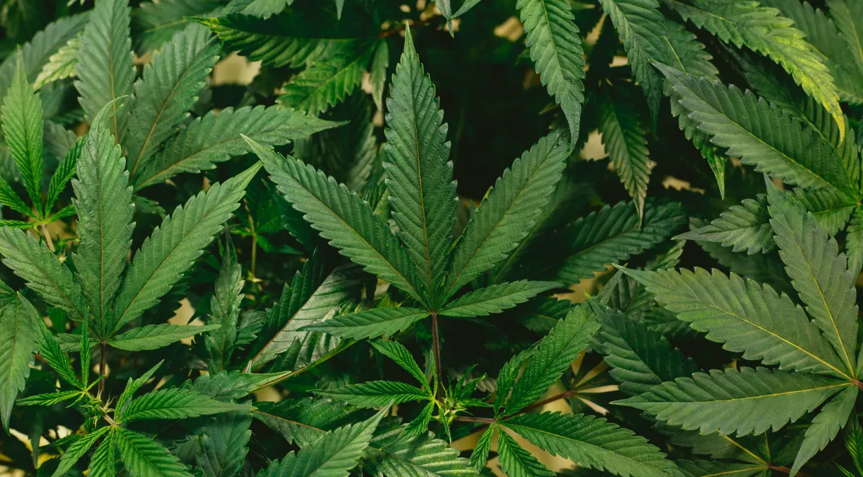 Maconha