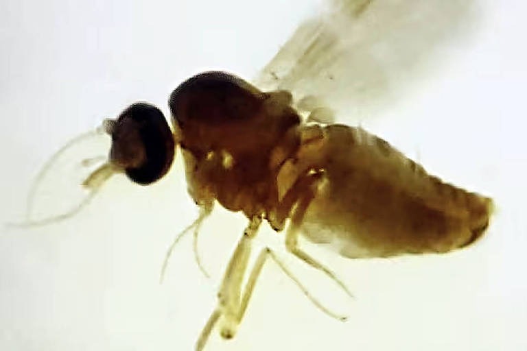 Culicoides paraenses, conhecido como maruim ou mosquito do mangue - Maria Luiza Felippe Bauer/Instituto Oswaldo Cruz