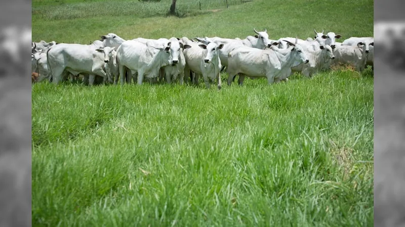 Prepare o bolso: carne bovina vai ficar mais cara a partir de 2025 (Wenderson Araujo/Trilux/CNA)