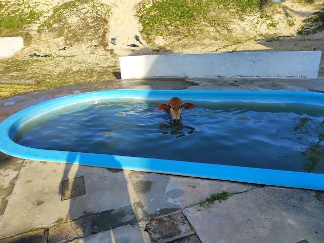 Vaca na piscina.jpeg