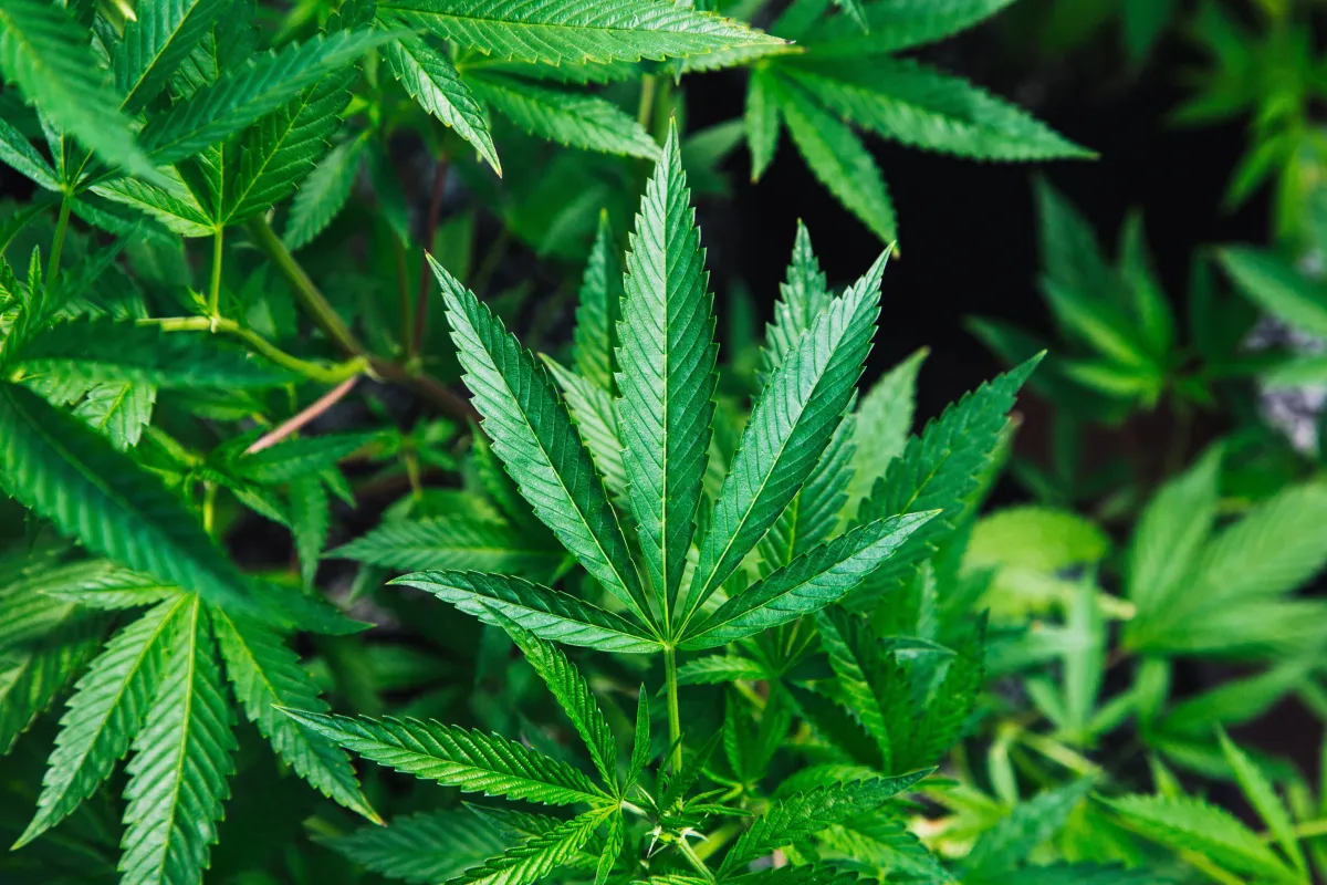 cannabis_unsplash-2.webp