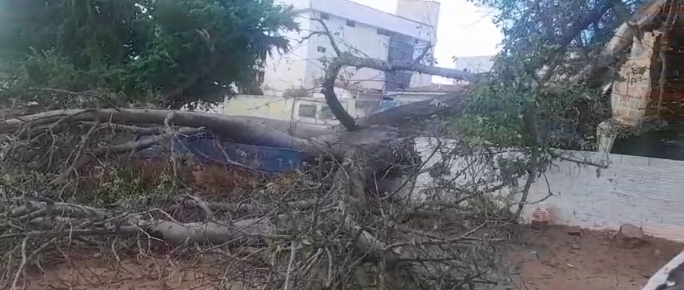 Alerta: Baobá do Poeta em risco e causa ameaça