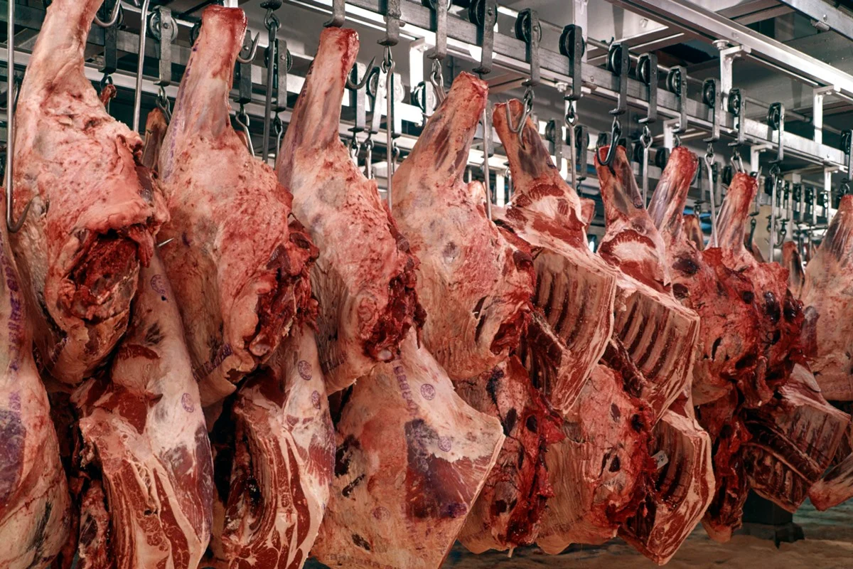 carne_bovina_frigorifico.webp
