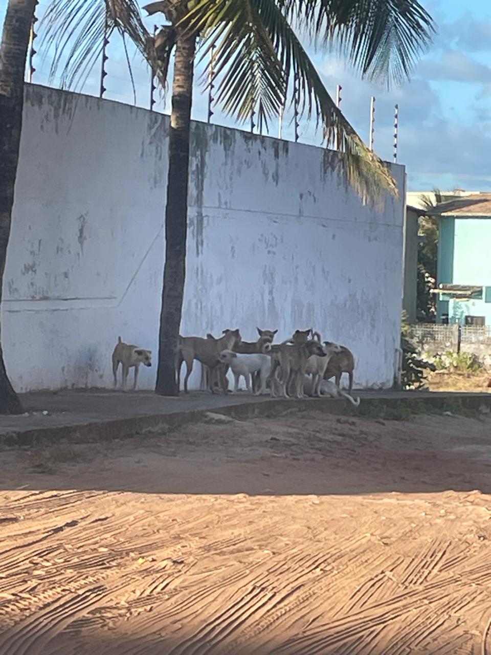 Cachorrada que preocupa em praia do litoral Sul