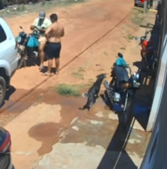 [VÍDEO] Cachorro que furtou marmita no RN ganha destaque nacional