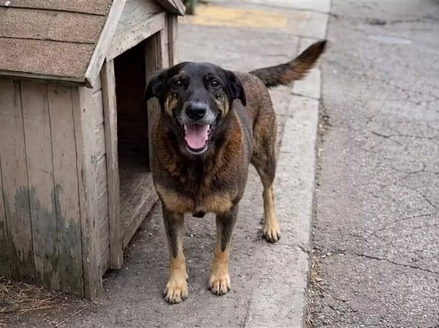 O cão Orelha — Foto: Reprodução Instagram