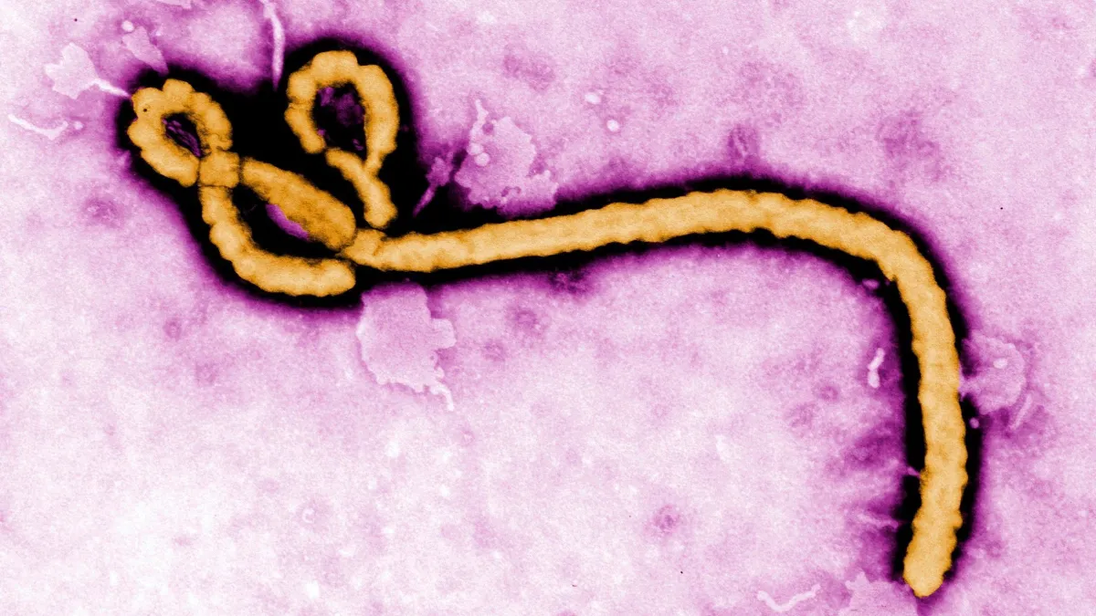 ebola_8a4b8f-e1780151831891.webp