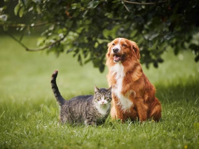 cachorro e gato