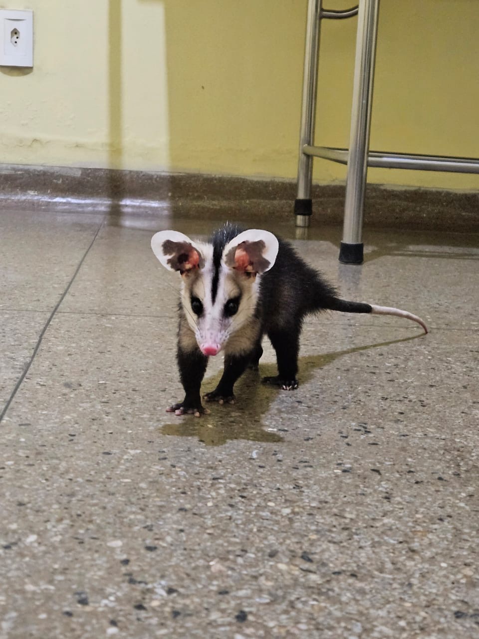 Hospital Santa Catarina vira “hospital veterinário”
