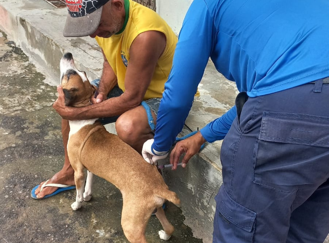 vacinação