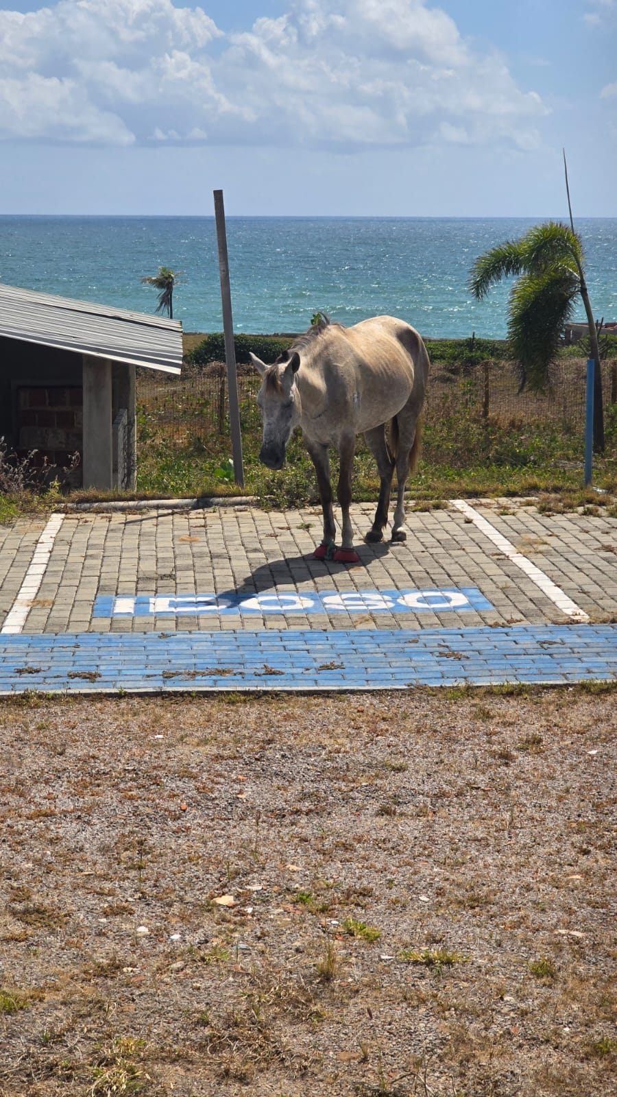 cavalo Via Costeira
