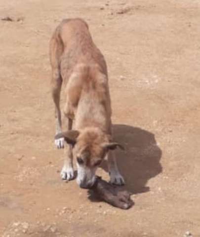 PM encontra cachorro com pé humano na boca em cidade do interior do RN