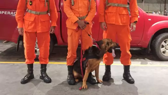 Fúria não deu conta: Governo Lula pede reforço de mais cães farejadores