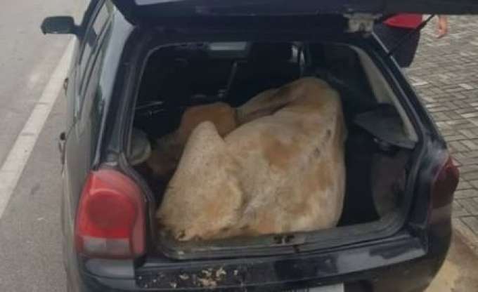 PRF flagra bois sendo transportados em carros de passeio na Paraíba
