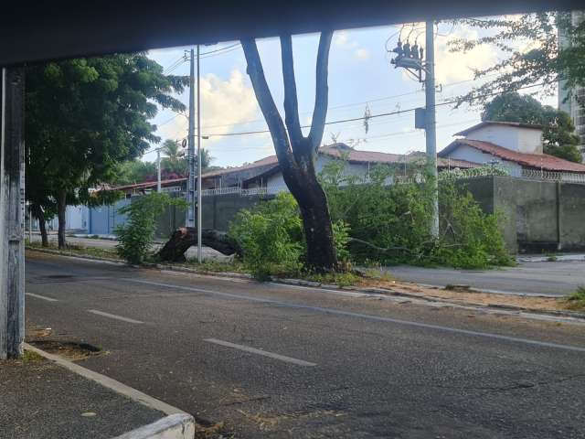 Galho de algaroba cai e interdita rua dos Tororós em Natal
