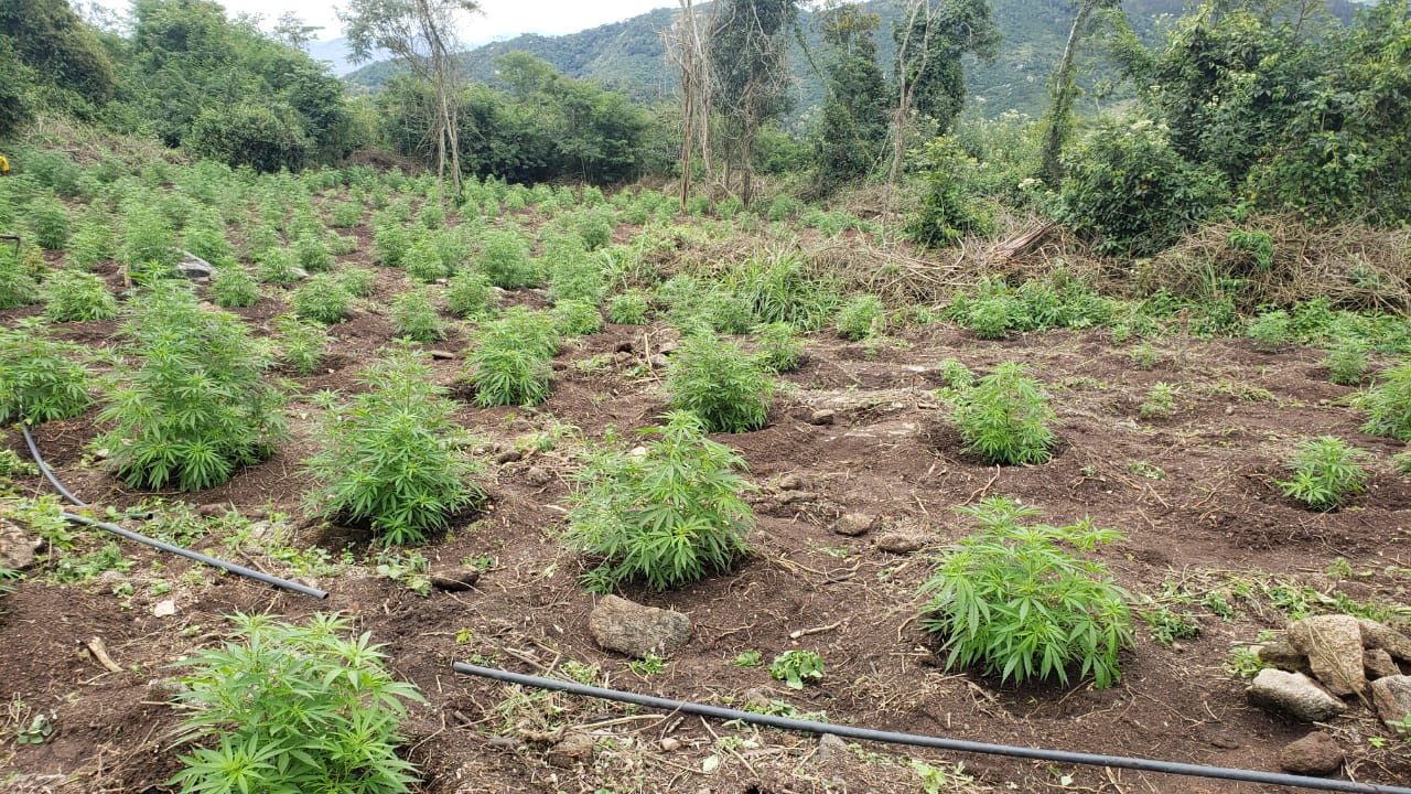 Polícia Civil localiza plantação de maconha em área indígena; Droga abastecia mercados do RN e do Nordeste