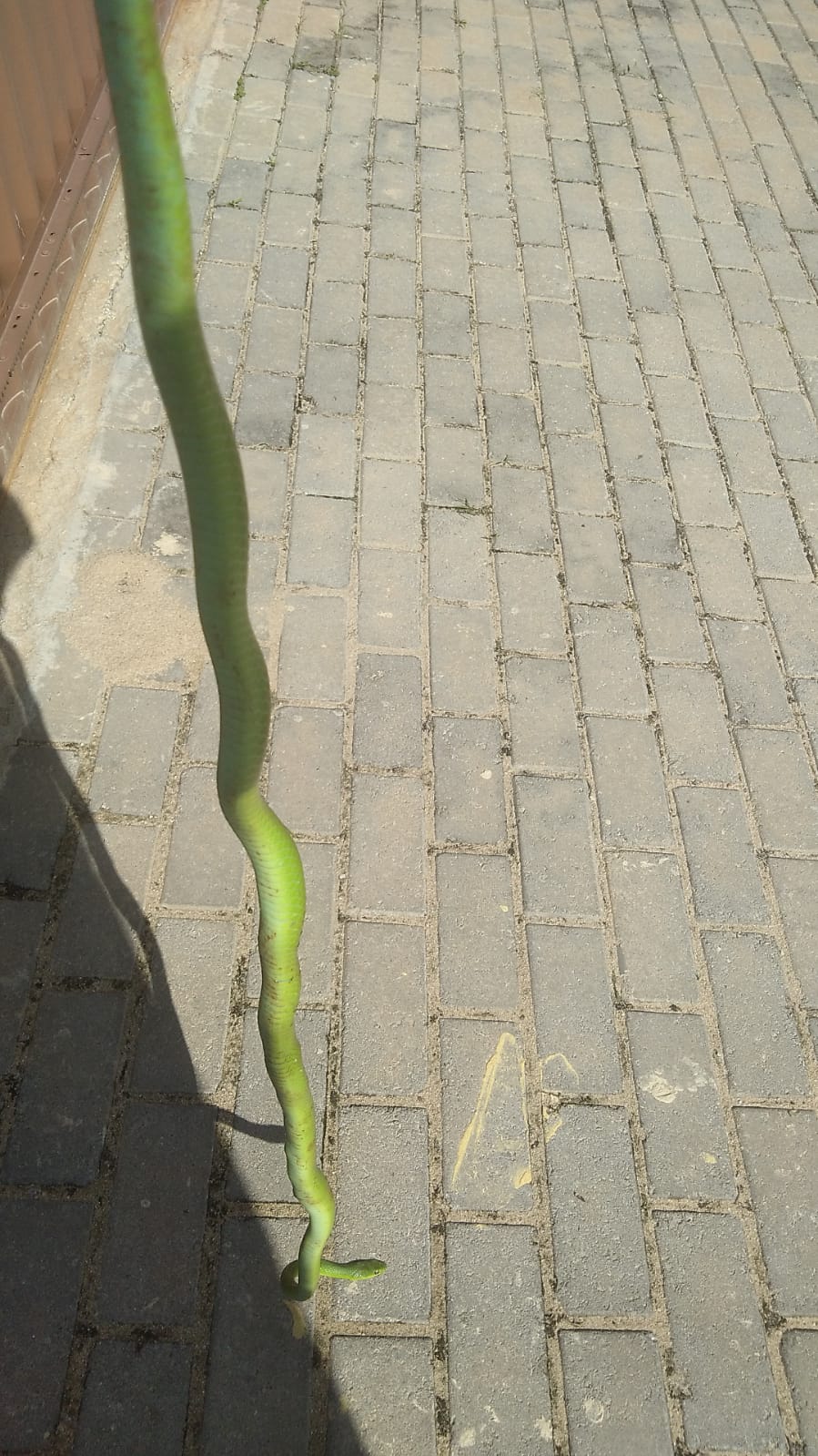 Mais uma: mulher encontra cobra dentro de guarda-roupa em Macaíba