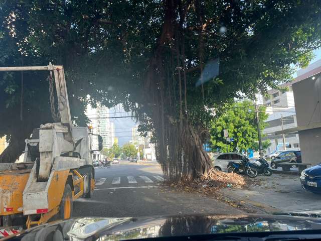 Para evitar problemas de queda, a prefeitura de Natal tem que podar as árvores