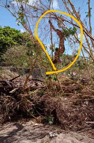 [VIDEO] Abandonado, terrenos da Cophab tem até cobra e são risco para moradores