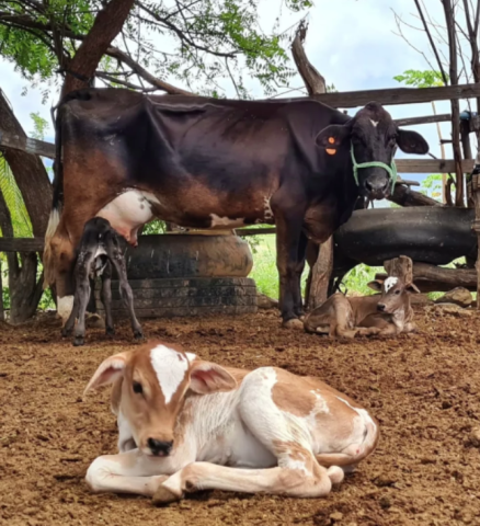 'Bois trigêmeos': Vaca dá à luz três bezerros de uma só vez no interior do RN; caso acontece em 1% dos partos do animal