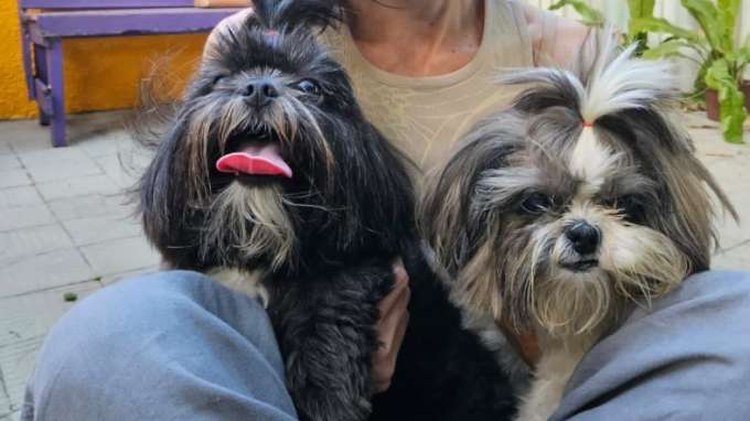 História das cachorrinhas roubadas em Capim Macio tem um final
