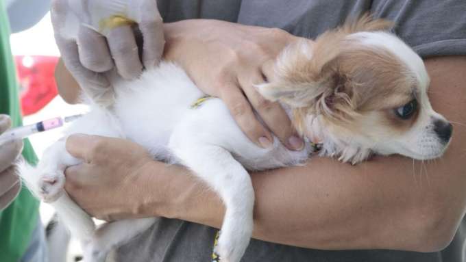 Dia D de Vacinação antirrábica em cães e gatos de Parnamirim será sábado (21)