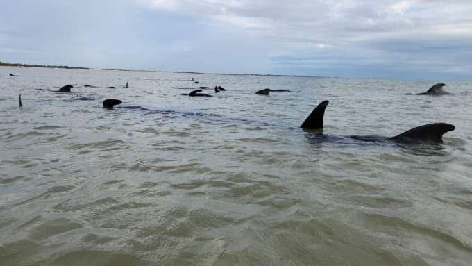 [VÍDEO] Baleias ficam encalhadas em praia no litoral Norte