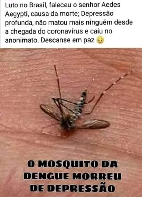 O mosquito desapareceu