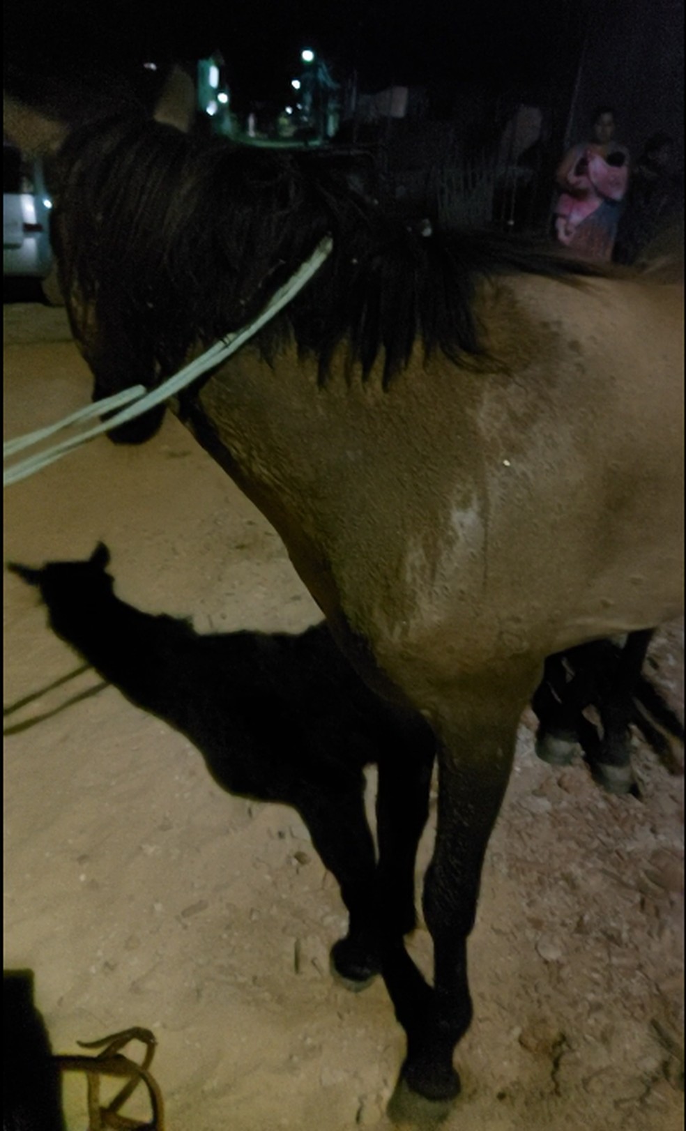 Homem é detido após cegar cavalo com óleo quente na Grande Natal
