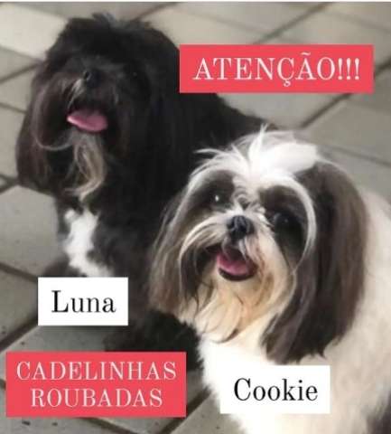 Bandido rouba dois cães em Capim Macio em mais um caso da “atípica insegurança”