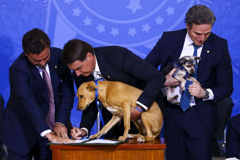 Bolsonaro sanciona lei de proteção a animais e promete corrigir distorção punitiva