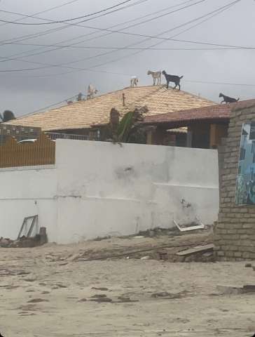 Mossoró: Bodes no telhado
