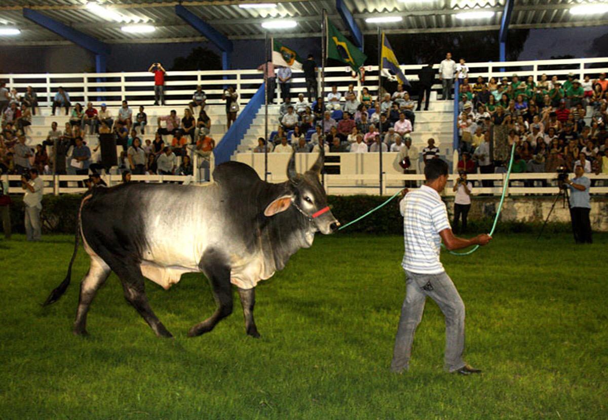 Festa doi Boi 2020 inicia no dia 12 de outubro e será virtual