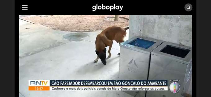 InterPT se supera e transmite ao vivo chegada de cachorro para buscas aos foragidos de Mossoró