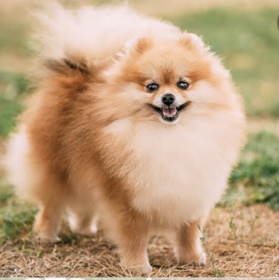 Contos: Vida de cachorros no Porto Brasil