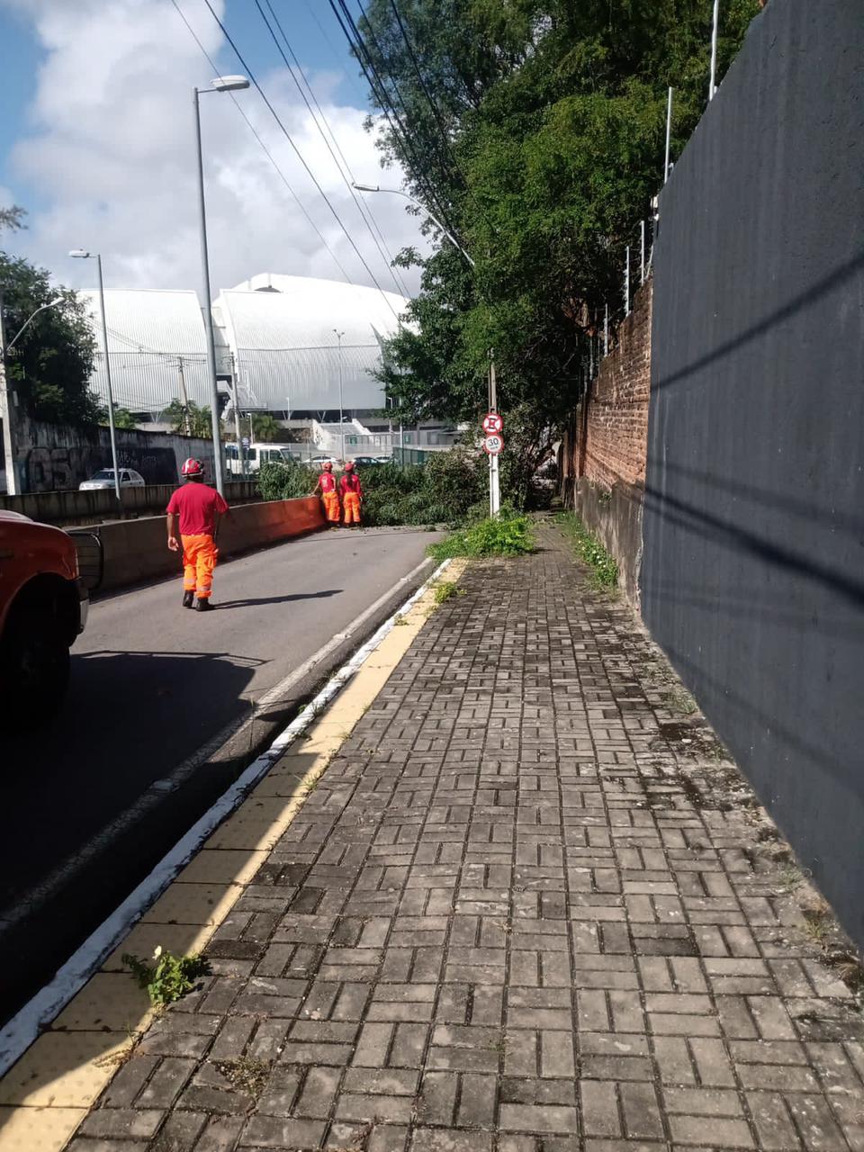 Árvore cai e interdita trânsito na avenida Romualdo Galvão x Lima e Silva