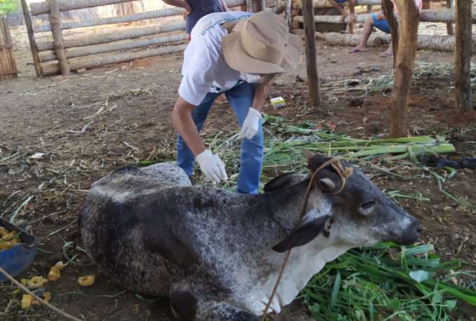Secretaria de Agricultura de Mossoró realizará campanha educativa sobre a raiva