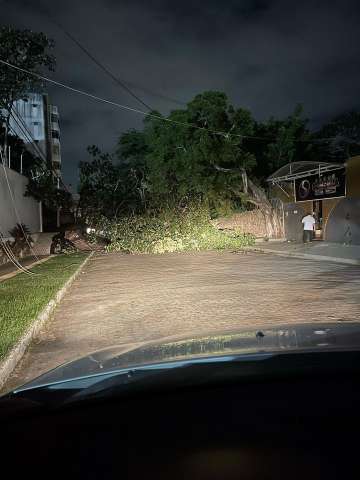Queda de árvore interdita rua de cabaré na zona Sul