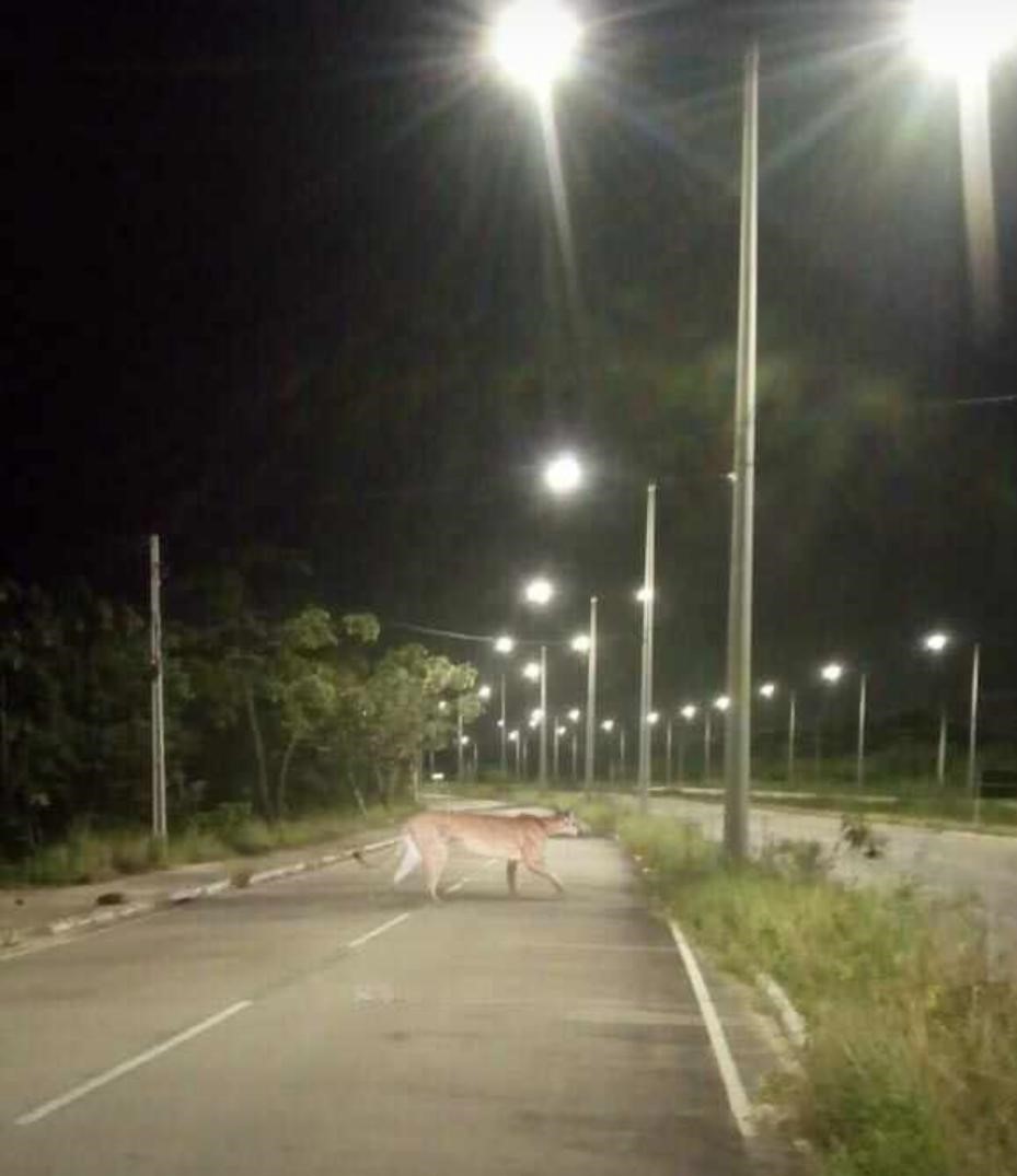 A onça da Prudente de Morais