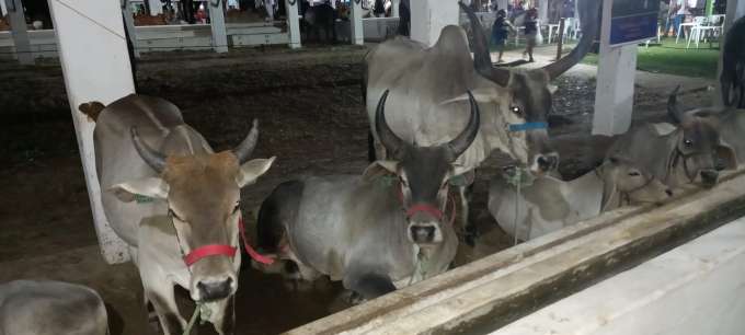 Festa do Boi 60 anos em Parnamirim é sucesso de negócios e público