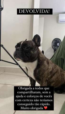 Buldog francês levada em Petrópolis é devolvida aos donos