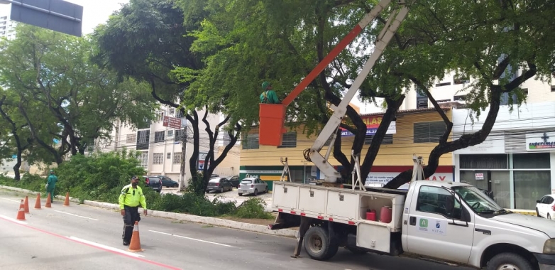 Semsur inicia operação de podas de árvores em grandes avenidas