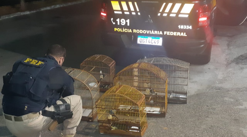 PRF resgata cinco pássaros silvestres e detém homem por crime ambiental em Touros
