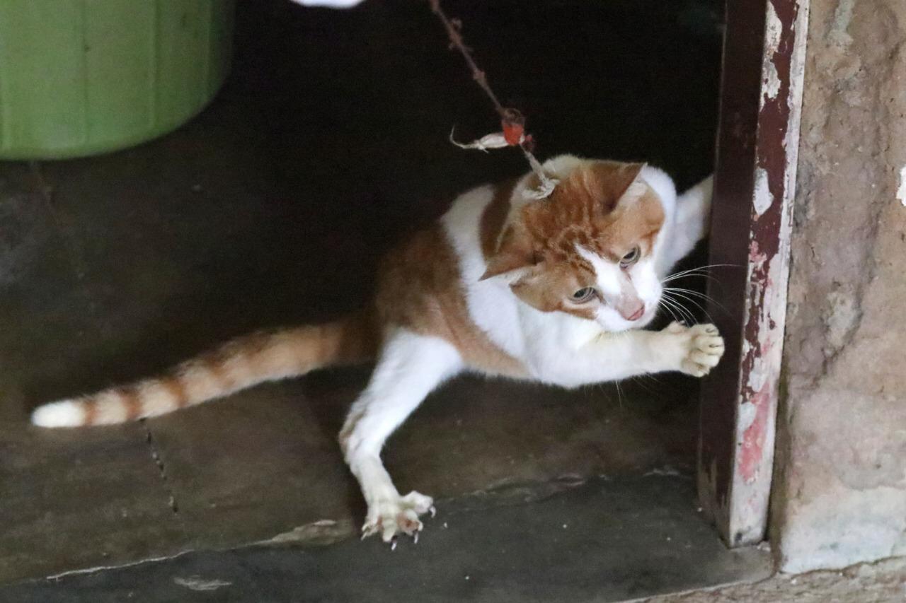 Senhora é encaminhada para João Machado após ver espíritos em gatos em Natal