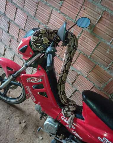 Pelotão Ambiental resgata cobras e orienta sobre prevenção a acidentes