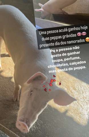 Retratação: Esposa quem deu porquinhas 🐷 ao marido em Mossoró