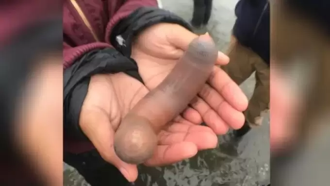 Entenda a polêmica a respeito dos “peixes-pênis” achados na Argentina