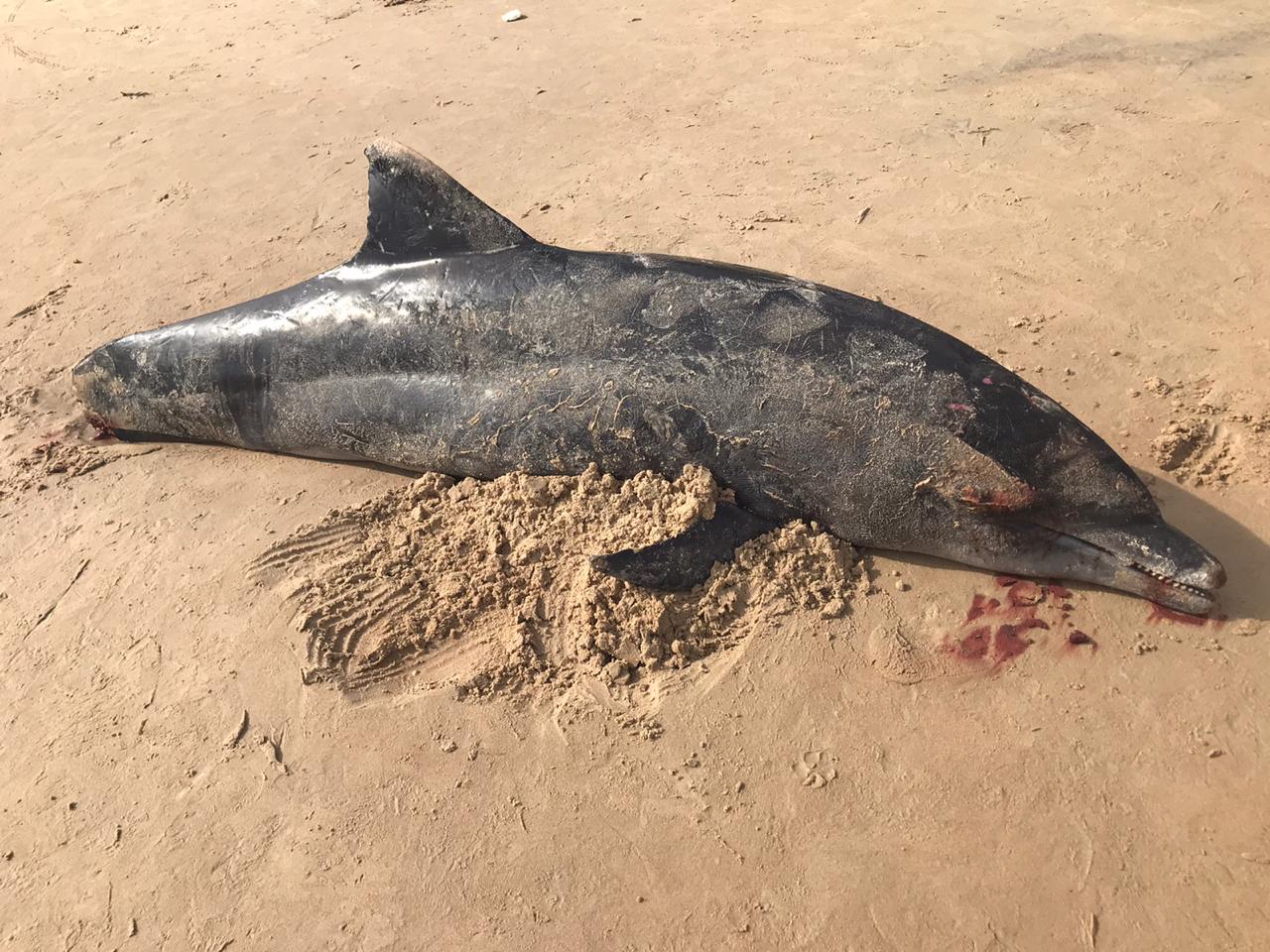 Imagens: Pescadores matam golfinho a facadas em praia do RN