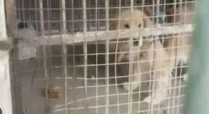 Zoológico é acusado de substituir leão por filhote de cachorro