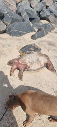 Algo errado: Muitas tartarugas 🐢 mortas no litoral do RN